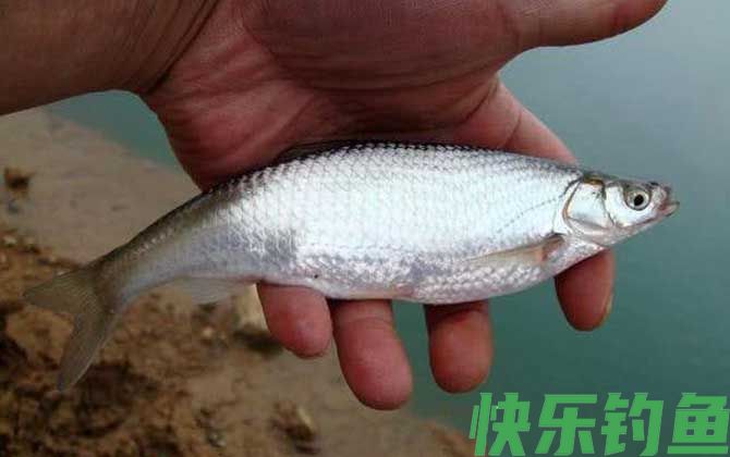 路亚钓白条鱼用什么拟饵？(图2)