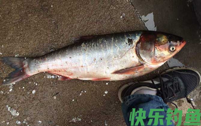 冬天钓鲢鱼用什么饵料？(图3)