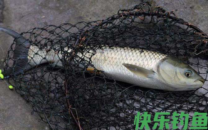 黑坑钓草鱼用什么小药？(图1)