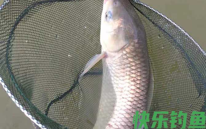 黑坑钓草鱼用什么小药？(图4)