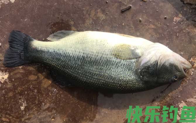 淡水鲈鱼吃什么饵料？(图1)