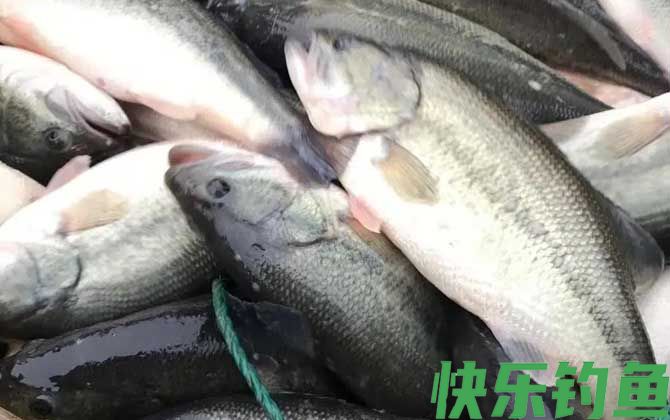 淡水鲈鱼吃什么饵料？(图2)