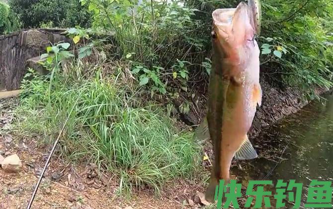 淡水鲈鱼吃什么饵料？(图3)