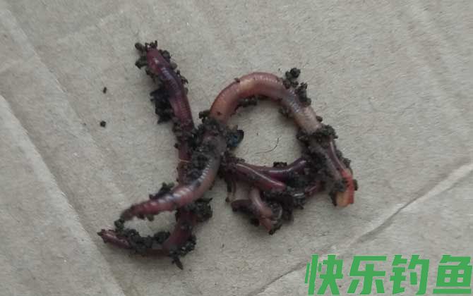 蚯蚓切几段才能死？(图2)