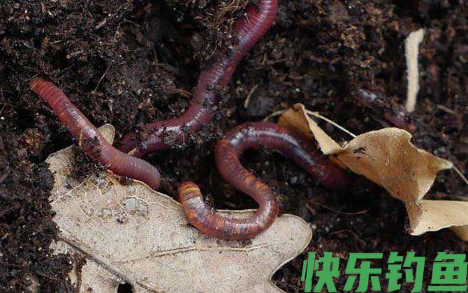 蚯蚓切几段才能死？(图3)