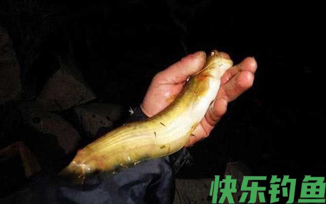 晚上用什么钓鲶鱼最好？(图4)