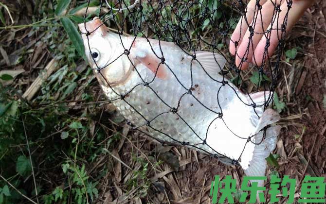 红虫皮筋颗粒能钓什么鱼？(图1)