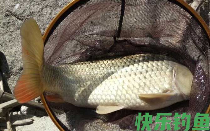 红虫皮筋颗粒能钓什么鱼？(图3)