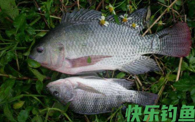 红虫皮筋颗粒能钓什么鱼？(图2)