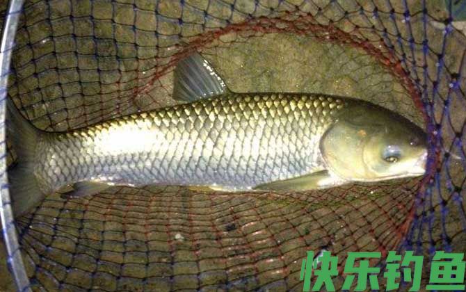 红虫皮筋颗粒能钓什么鱼？(图4)