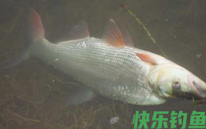 红虫皮筋颗粒能钓什么鱼？(图5)