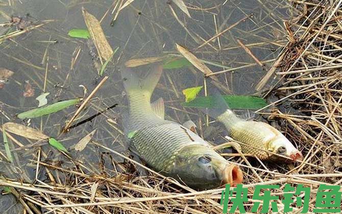 黑坑为什么不让用红虫？(图2)