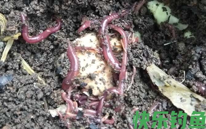 野钓排名第一的窝料(图5)