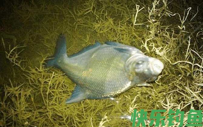 钓鳊鱼商品饵料配方大全(图4)