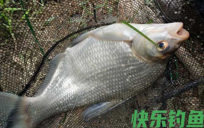 钓鳊鱼商品饵料配方大全(图3)