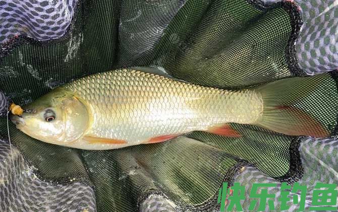 鲮鱼最爱吃三种饵料(图2)