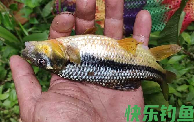 溪石斑用什么饵料钓比较好？(图1)