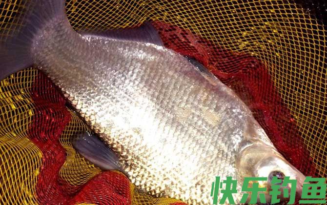 钓鳊鱼用什么商品饵料？(图3)