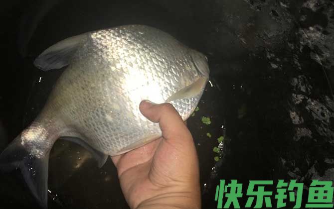 钓鳊鱼用什么商品饵料？(图5)