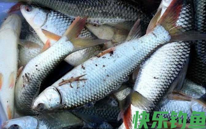 花生枯自制鲮鱼饵料配方大全(图1)