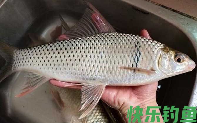 花生枯自制鲮鱼饵料配方大全(图2)
