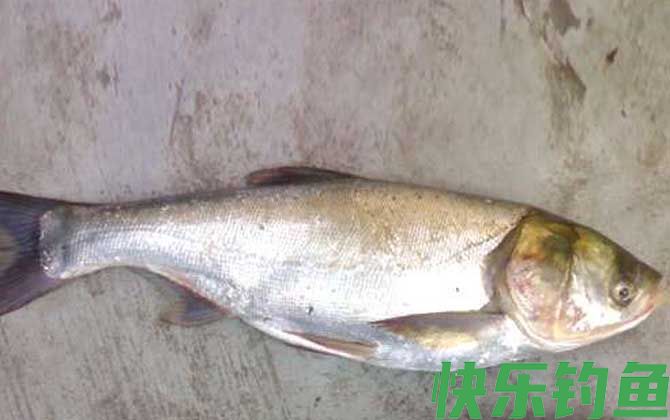 鲢鱼喜欢吃什么味型的饵料？(图3)