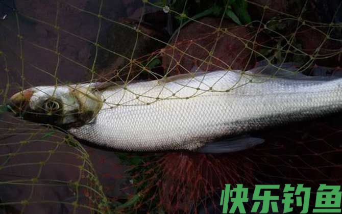 老玉米发酵能钓翘嘴吗？(图3)