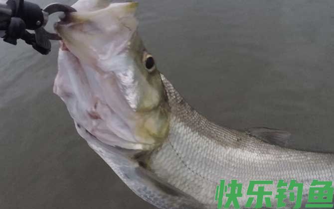 老玉米发酵能钓翘嘴吗？(图4)