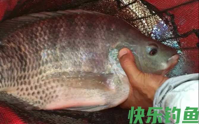 怎样用鸡肝钓罗非鱼？(图5)