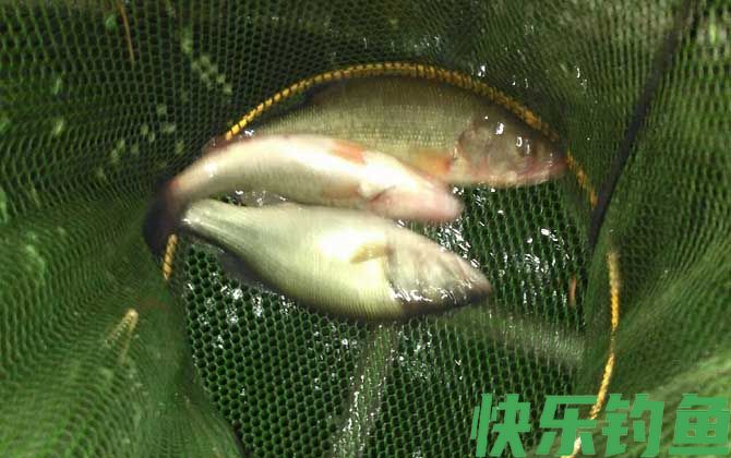 红虫可以钓鲈鱼吗？(图3)