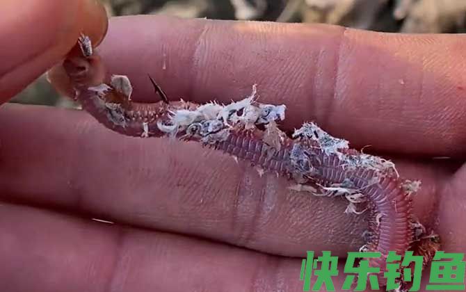 沙蚕钓鱼怎么挂钩才好？(图2)