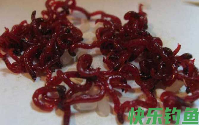 为什么红虫钓的鱼不能吃？(图2)