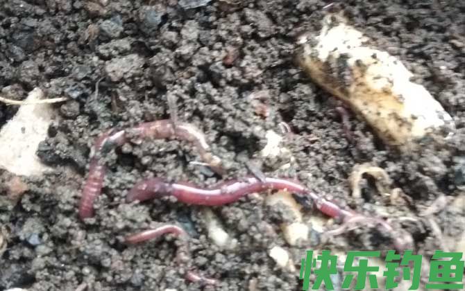蚯蚓养殖用什么土好？(图2)