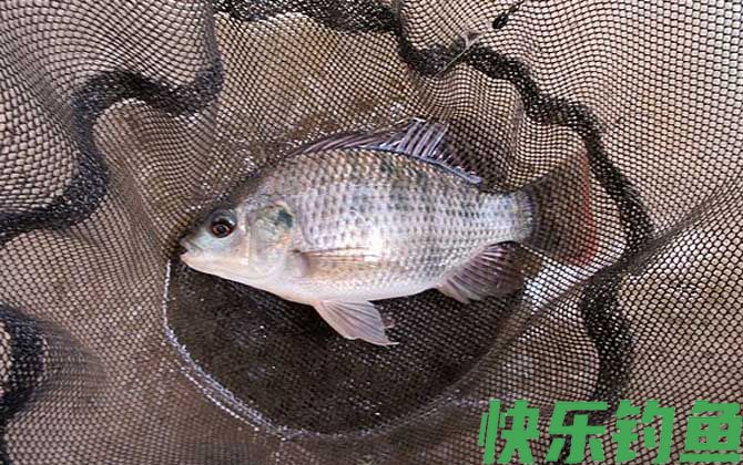 南方野钓罗非鱼饵料配方大全(图2)