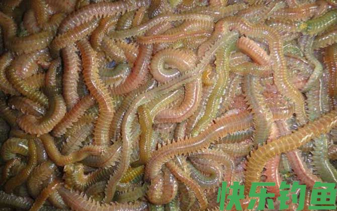 海钓用什么鱼饵？(图1)