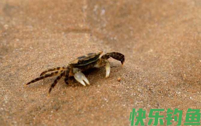 海钓用什么鱼饵？(图3)