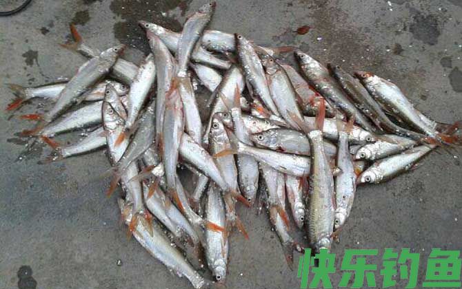 海钓用什么鱼饵？(图4)