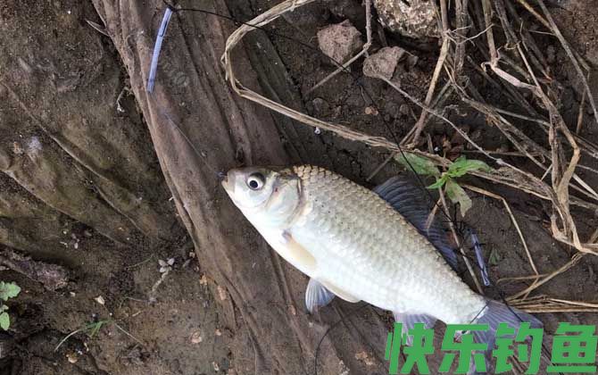 冬天钓鱼用蚯蚓好还是商品饵料好？(图1)