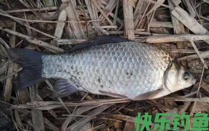 冬天钓鱼用蚯蚓好还是商品饵料好？(图3)