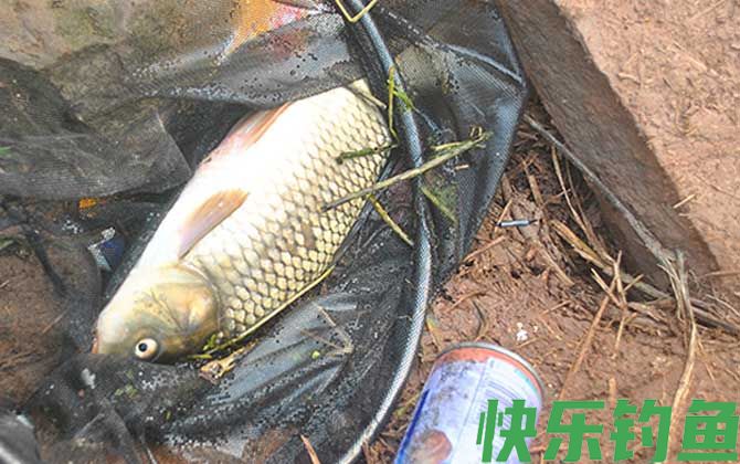 冬天钓鱼用蚯蚓好还是商品饵料好？(图2)