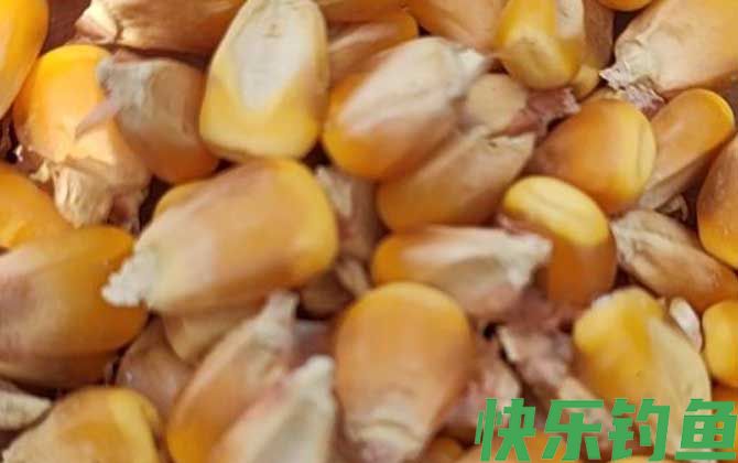 老玉米煮熟可以直接钓鱼吗？(图1)