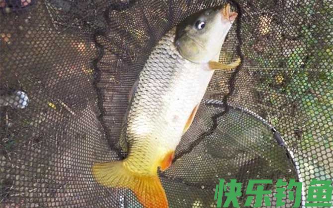 初春钓鲤鱼用什么饵料最好？(图1)
