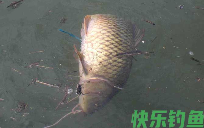 初春钓鲤鱼用什么饵料最好？(图4)