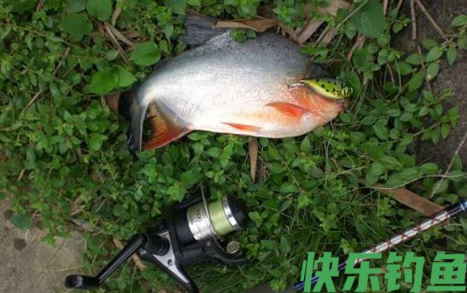 钓鲳鱼用什么打窝？(图2)