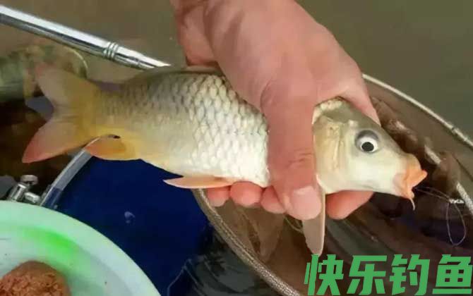 夏季钓鲤鱼的饵料配方大全(图2)