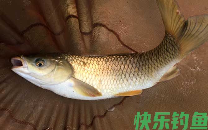 春天钓鲤鱼能用玉米吗？(图4)