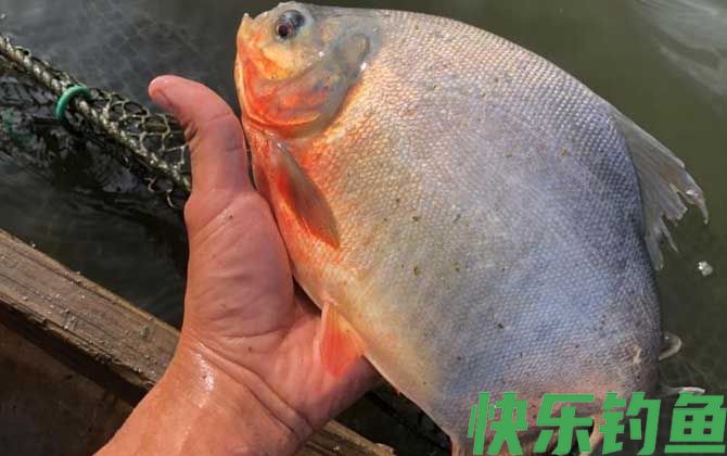 淡水红鲳鱼怎么钓最好？(图1)