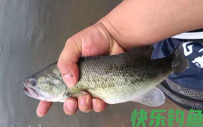 手竿钓鲈鱼的方法和技巧(图2)