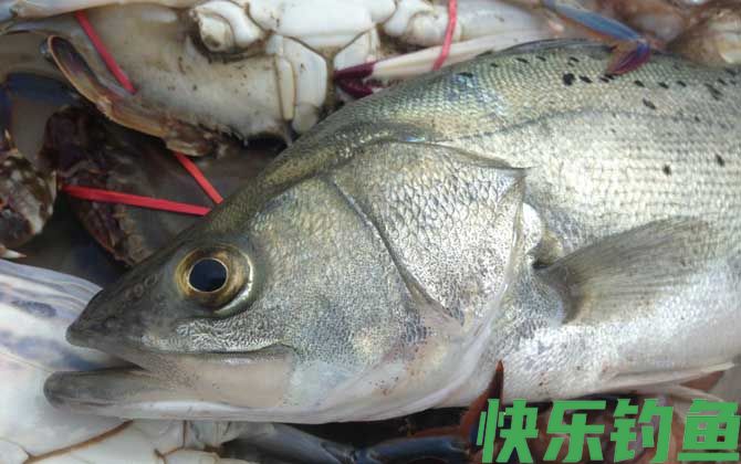 手竿钓鲈鱼的方法和技巧(图6)