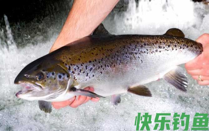 虹鳟鱼的钓法和技巧(图2)